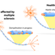 Illustration for article titled "Surprising" Breakthrough in Multiple Sclerosis Mouse Study